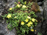 /album/fotogalerie-nabidka/lysimachia-japonica-minutissima-jpg1/